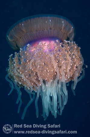 Jelly by Ferenc Demjan