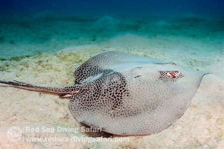 Leopard Ray
