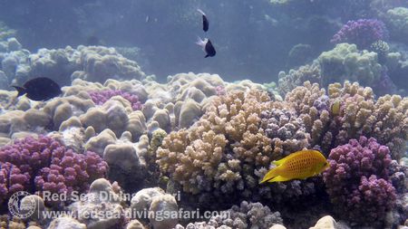 Marsa Shagra House Reef South by Torben Sorensen