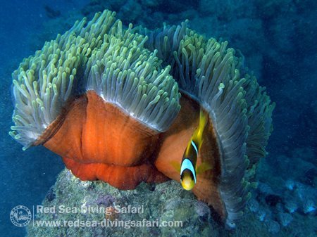 Anemone at Lahmi