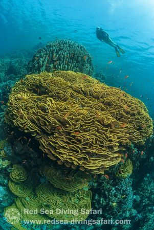 Red Sea Corals by Irena Cok