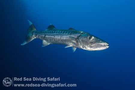 Single Barracuda by Christoph Rued