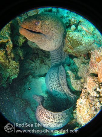 Twisted moray