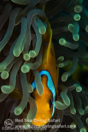 Clownfish 