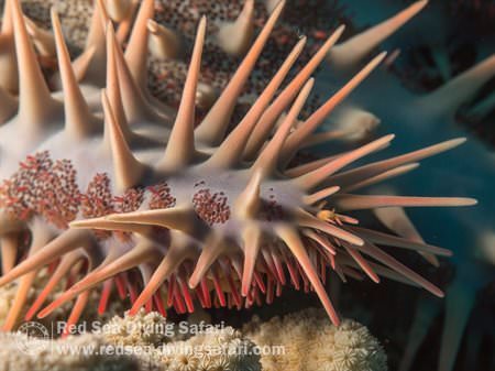 crown of thorns