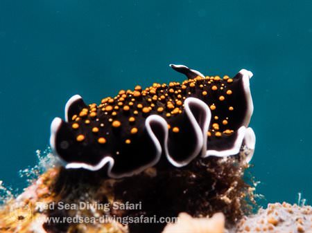 Yellowspotted flatworm