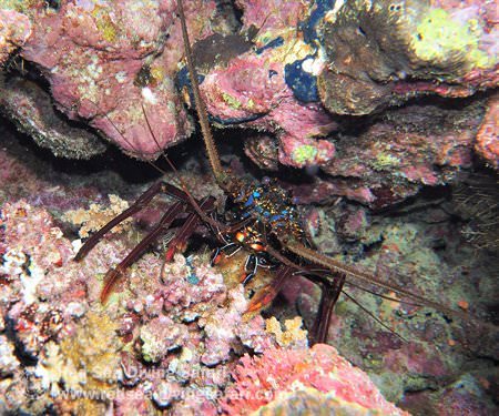 Lobster