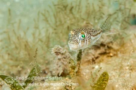 Red sea puffer