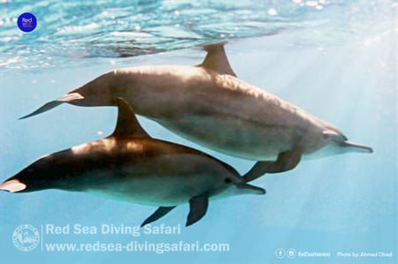 Dolphins at Samadai