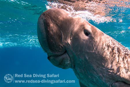 Smiling Dugong