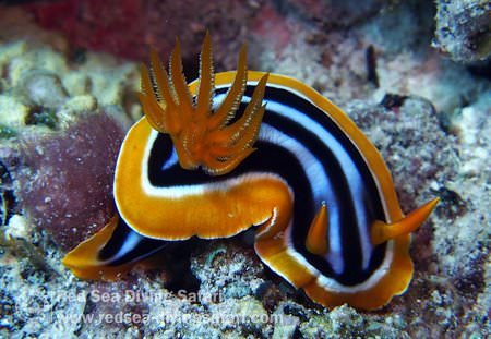 Snail