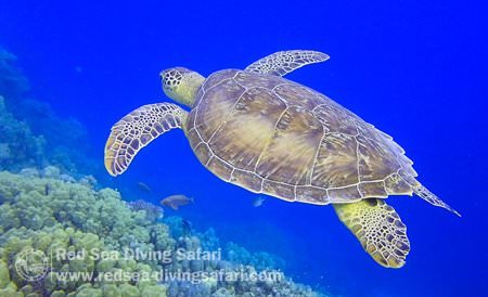 Flying Turtle