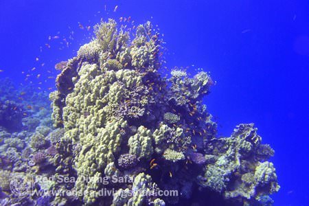Red Sea Life