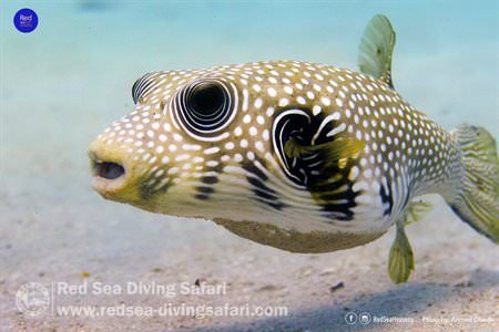 Puffer Fish 