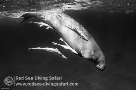 Dugong - Trilogy in b&w
