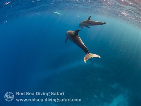 Dolphins!