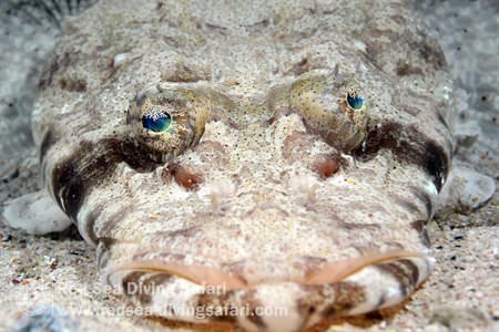 Crocodile Fish 