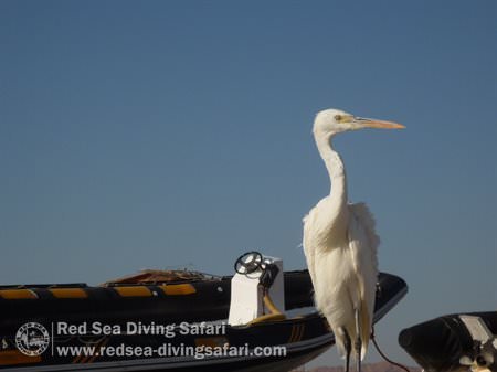 Bird on the Jetty in Marsa NAkari