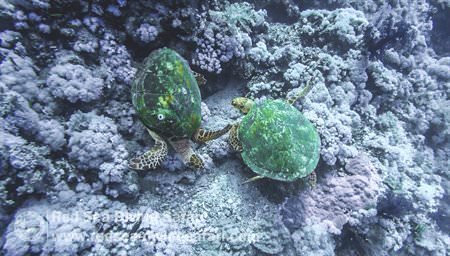 Emeralds of the deep