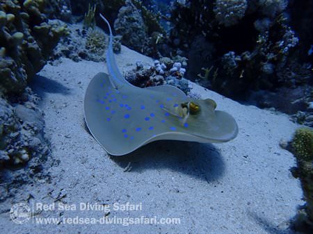 Blue spotted ray