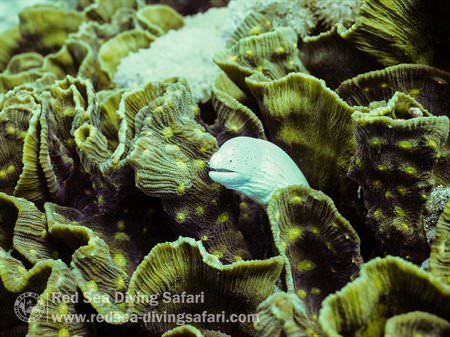 murray the moray