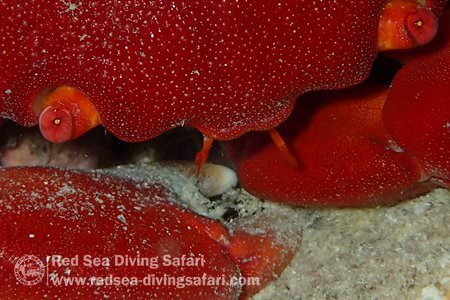 Big Crab is Watching You