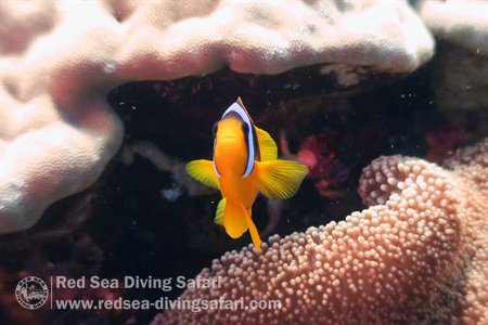 Beautiful Clown Fish