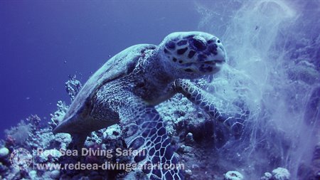 Turtle at Lunch