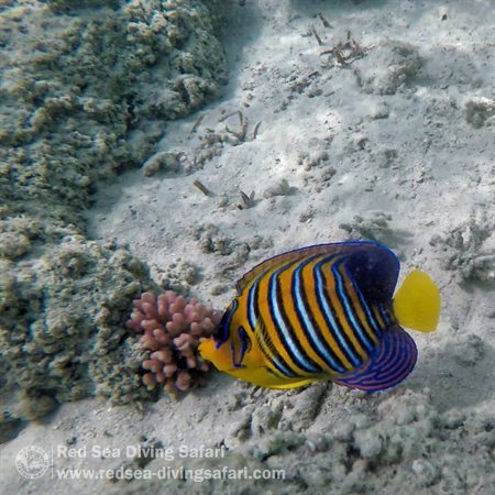 Angel fish