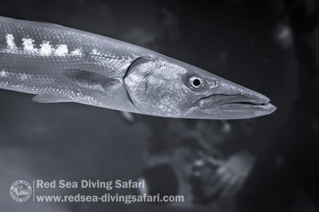 Barracuda