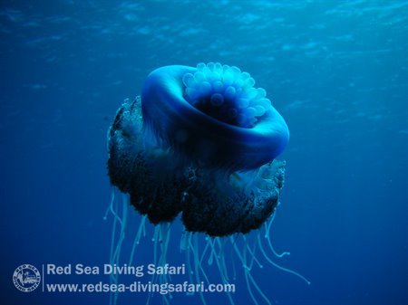 Jellyfish