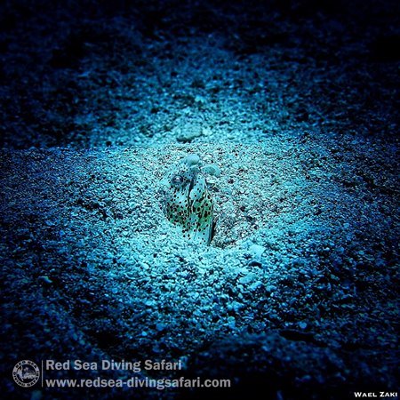 Blackfinned Snake eel 