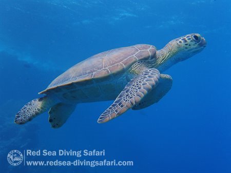 Float, float, float your ... turtle :)