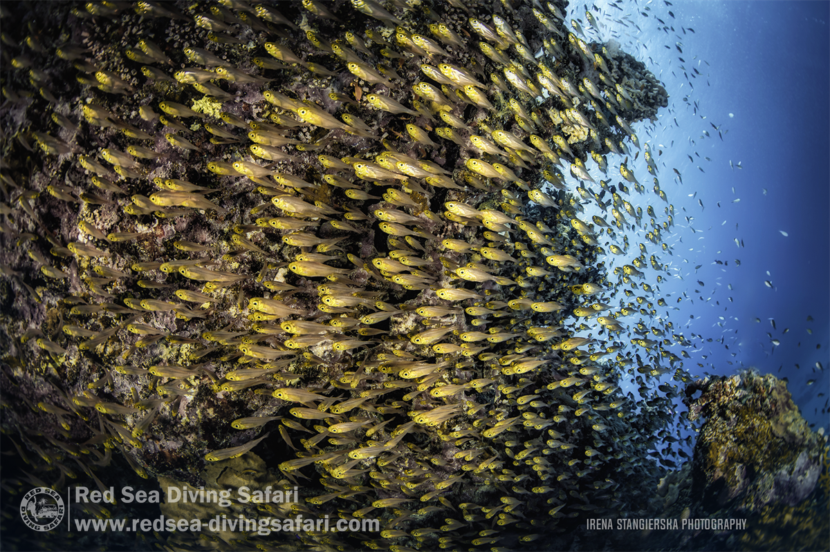 shoal of glassfishes