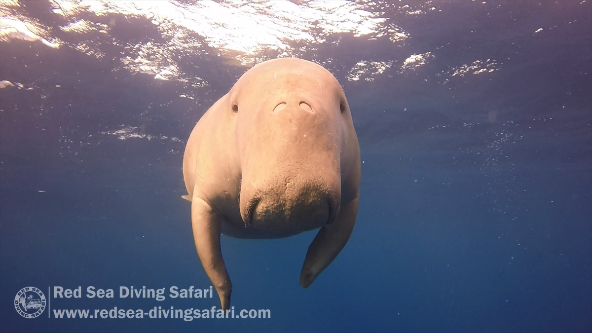 Doug the Dugong