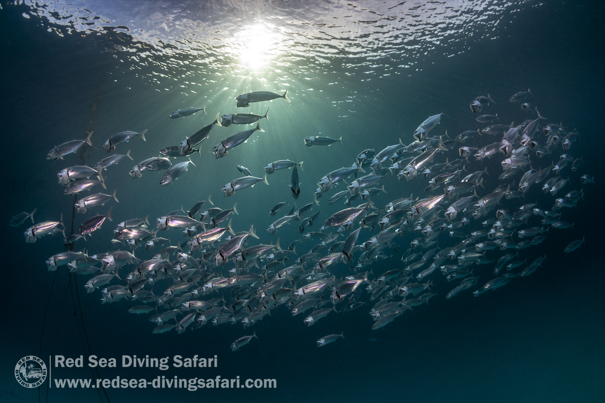 Heart of the Red Sea