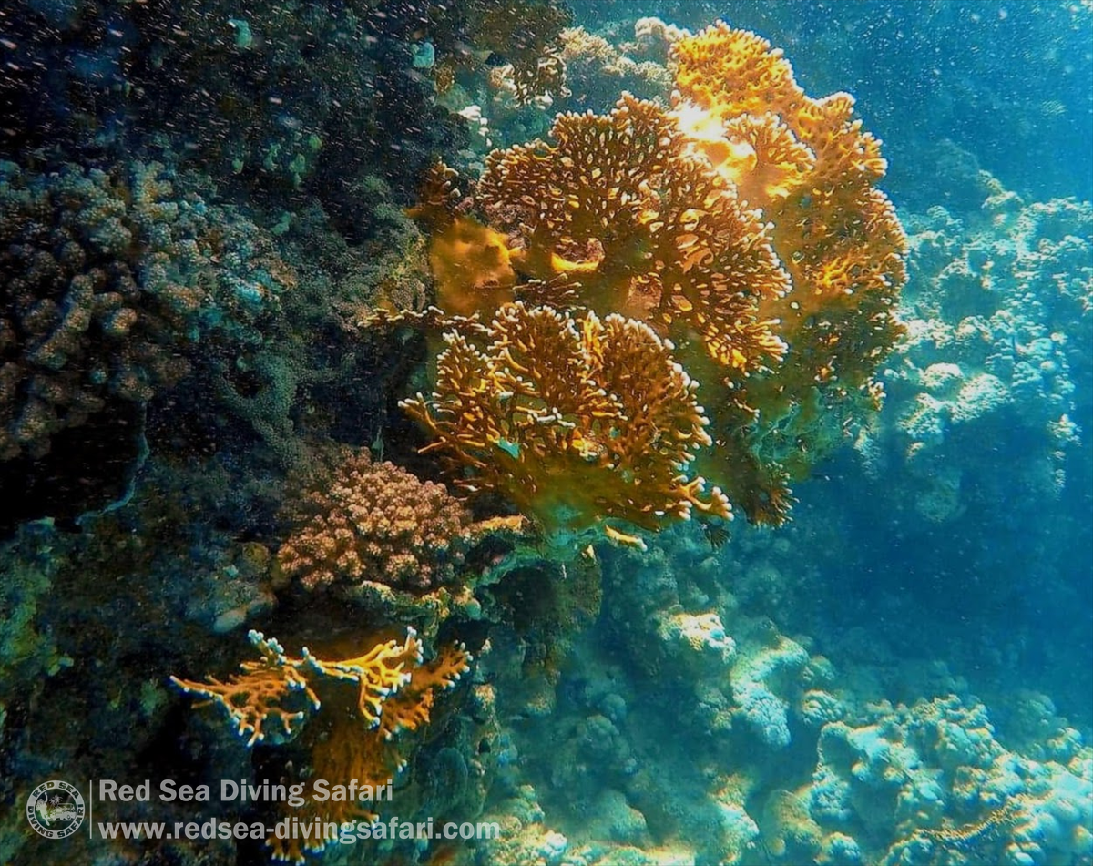 Red Sea Diving Safari Marsa Alam Photo Competition