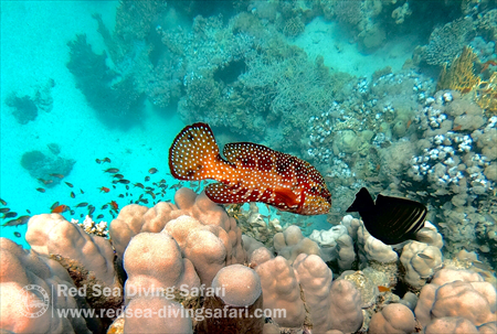 Grouper