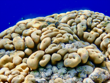 Rose Coral