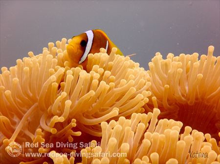 Nemo