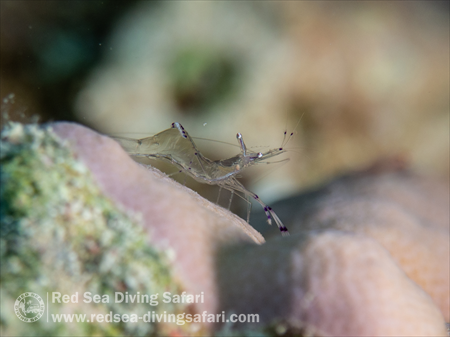 Sexy Dancing Shrimp