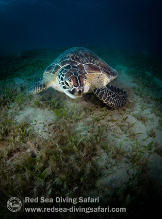 Green Turtle 3