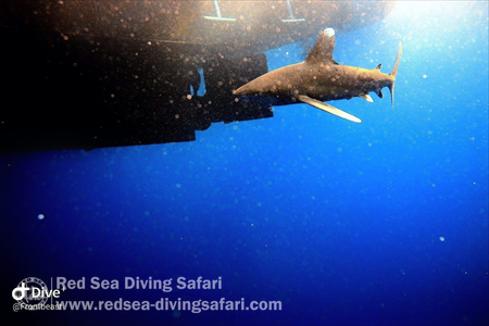 Oceanic White tip 