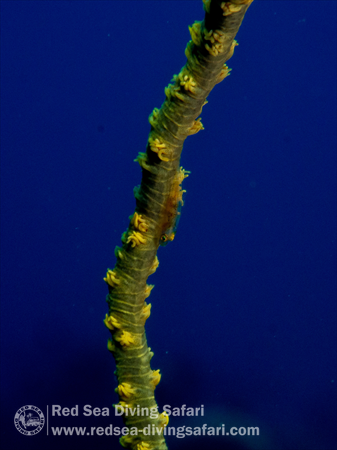 Green on blue