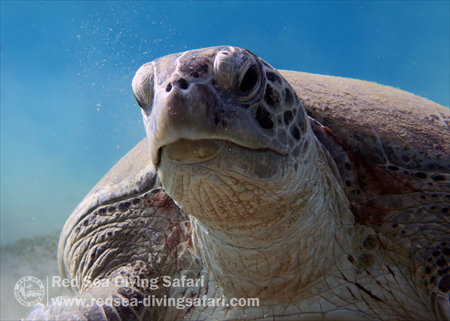 Abu Dabab Turtle