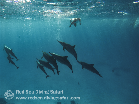 Dolphin Pod 2