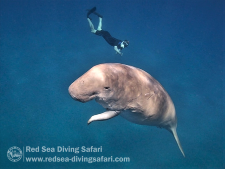 dugong