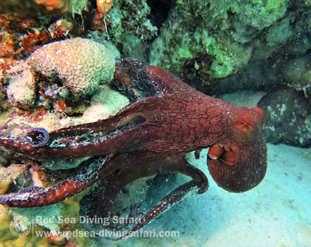 Octopus on South Reef