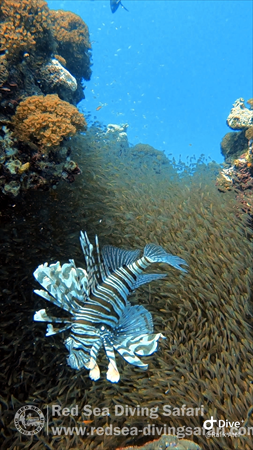 Fanadir Red Sea by Rafik