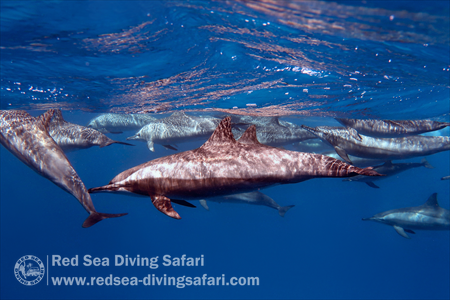A Dolphin Pod